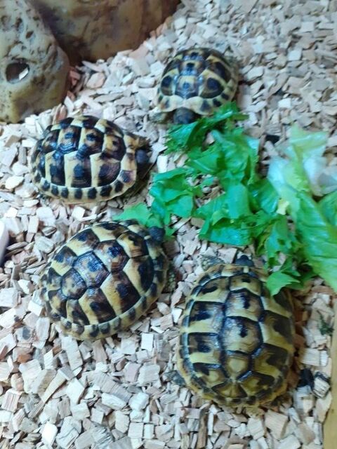 tortue 50 33830 Beliet
