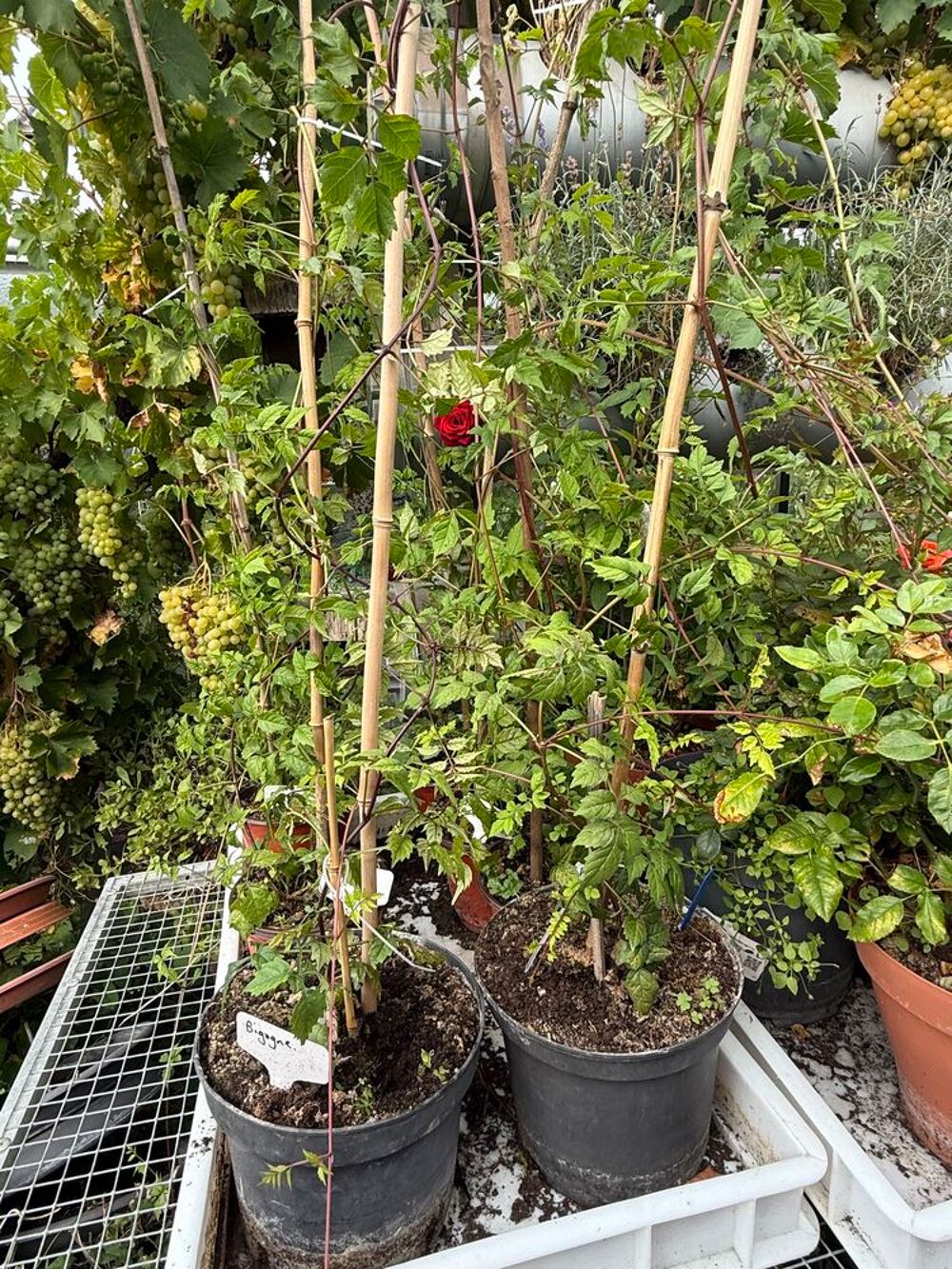 Pot de bigogne pr&egrave;s &agrave; planter Jardin