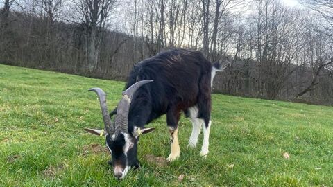 Chèvres de Savoie
6 femelles + 1 bouc reproducteur 100 01500 Ambrieu-en-bugey