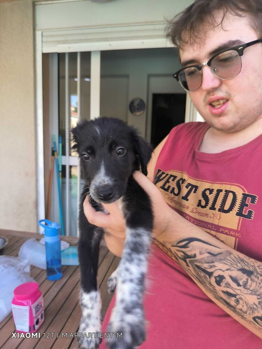 chiot border collie Jardin