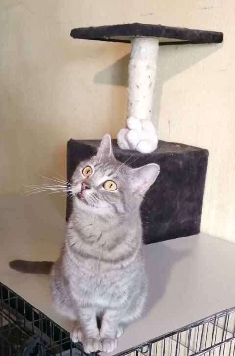 Adorable chatte british croisé chartreux 150 65370 Siradan
