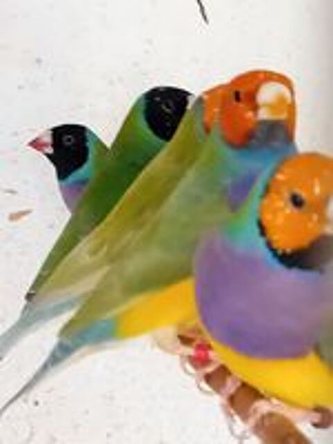   diamant de gould 