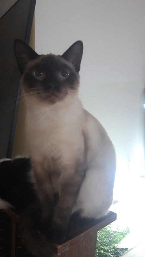 Siamois Chat Chaton Annonces Chats Et Chatons A Donner Ou Adopter
