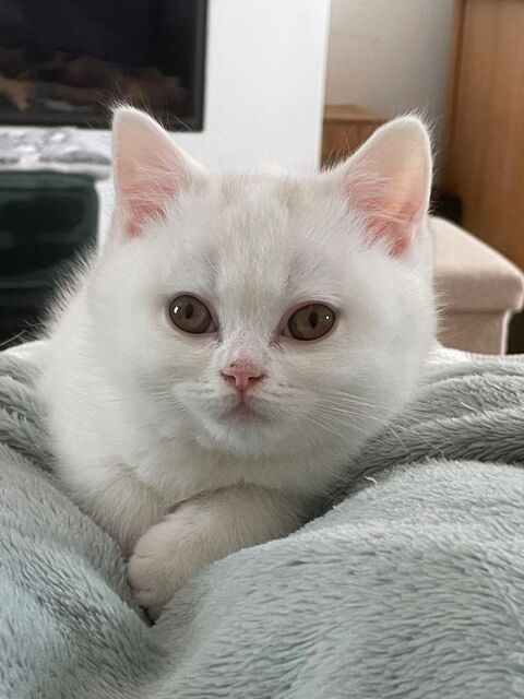 Chatons British Shorthair 1100 91230 Montgeron