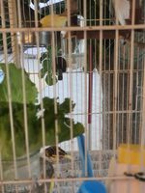   canaris élevés en famille 