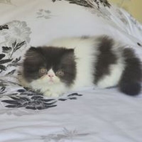   Chaton  persan loof  