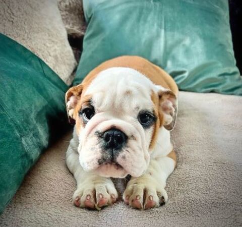 Chiot Bulldog anglais LOF 2800 67630 Niederlauterbach