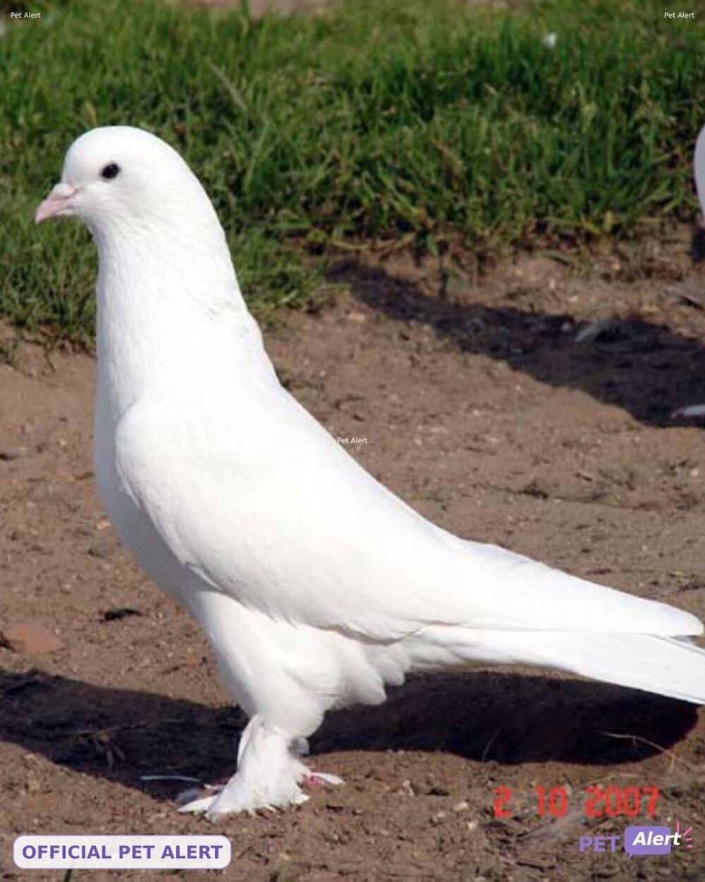   Pigeons Perdus  