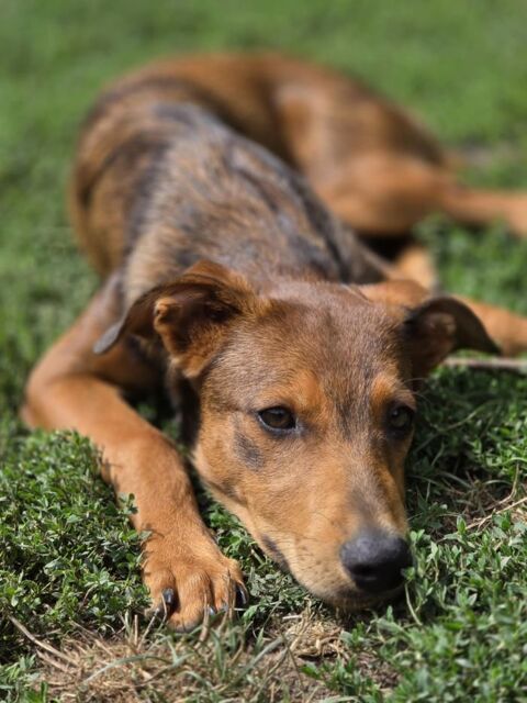 Angelina à l'adoption 320 24470 Milhac-de-nontron