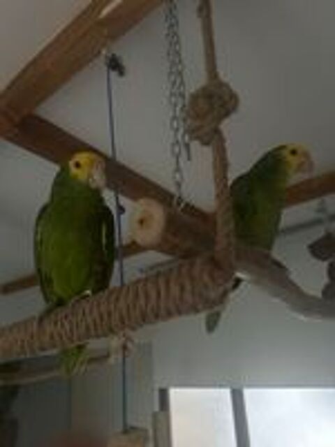   Amazone Oratrix double tête jaune  