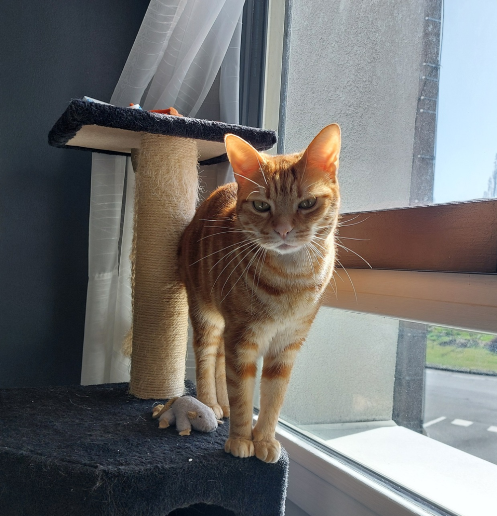   Freyja 