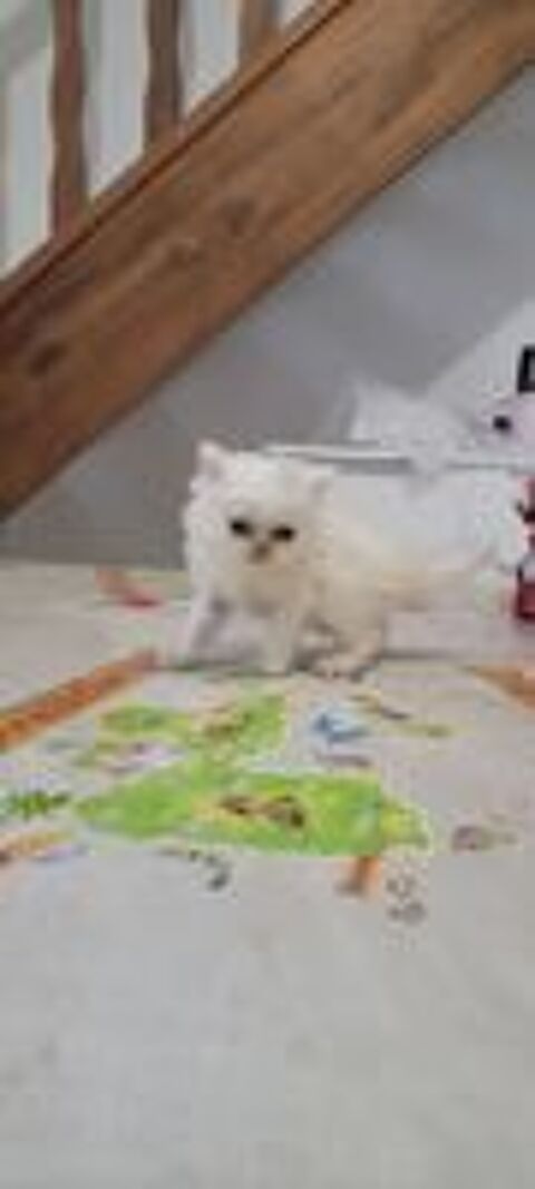   Chatons Persans blancs et Himalayen  