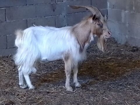 LOT BOUCS 0 87800 Nexon