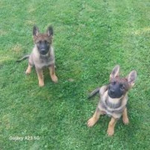   chiots berger allemand LOF, dos droit , ancien type . 