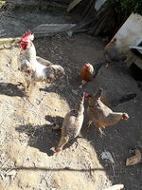   Oeuf f�cond�s bleu race cream legbar  