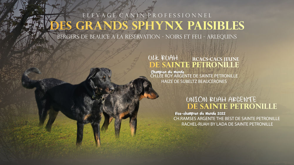   3 CHIOTS BEAUCERONS LOF MALES NOIR ET FEU 
