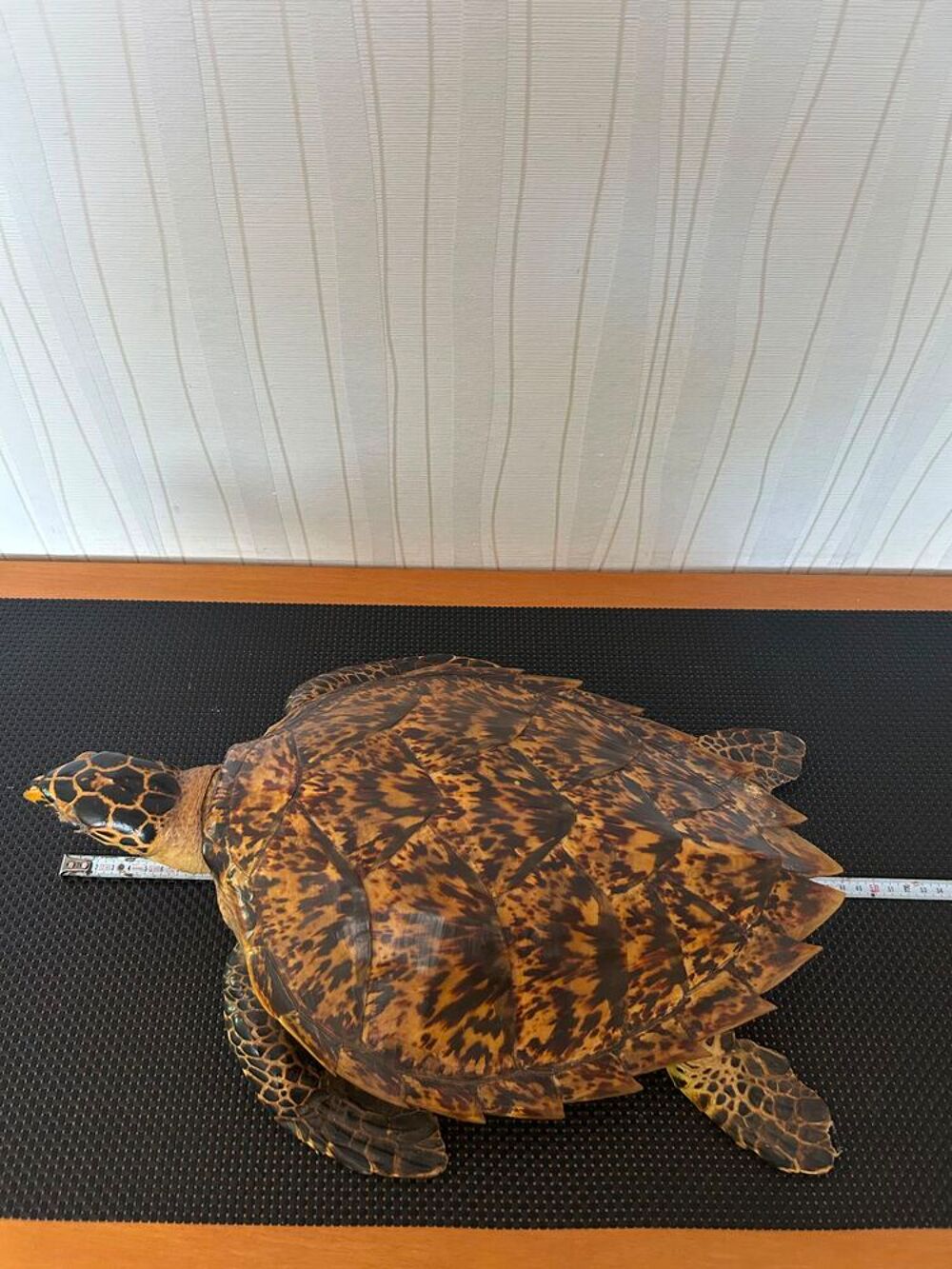 Tortue naturalis&eacute;e 