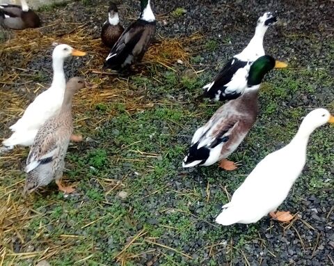 canard 0 59440 Avesnes-sur-helpe