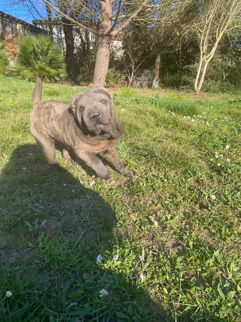   Femelle sharpei de couleur bleu 