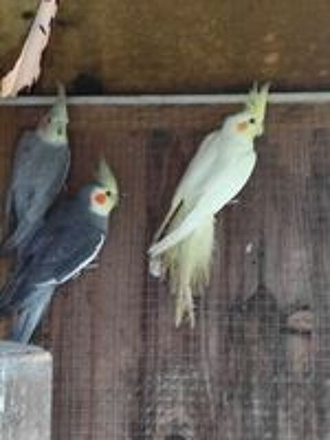   Bonjour deux femelles Calopsitte 