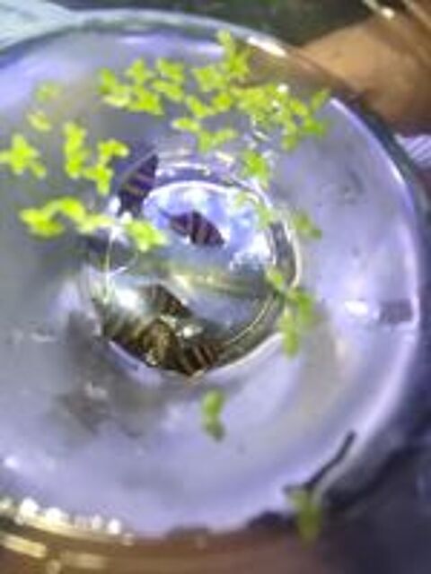   Escargots Helena ( mangeurs d'escargots) 