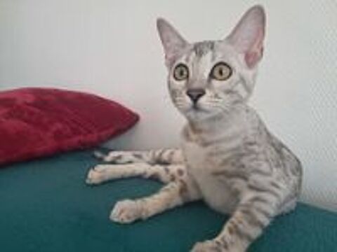   Femelle Bengal LOOF silver 