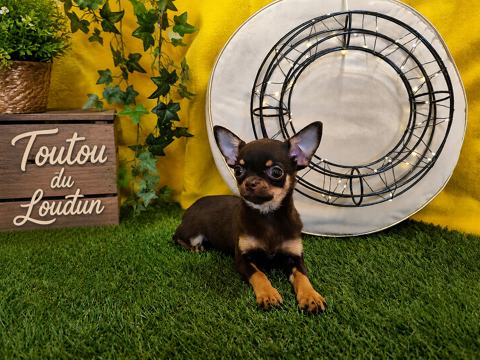 Chiot Chihuahua poils courts femelle 800 18140 Précy