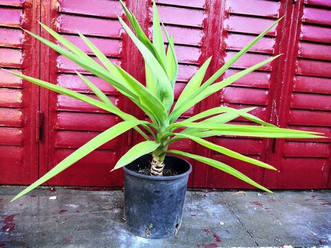 Plant de Yucca �l�phantipes patte d'�l�phant 40 cm 15 La Seyne-sur-Mer (83)