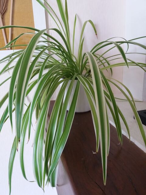 Plante d'intérieur 5 Préfailles (44)