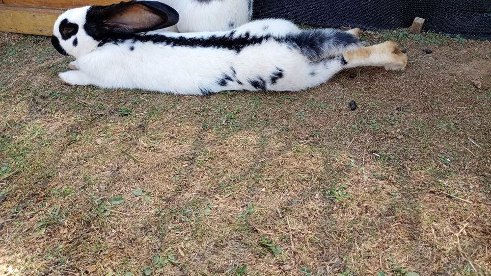   Lapin 