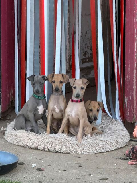  CHIOTS PETIT LEVRIER ITALIEN 1500 81640 Monestis