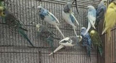   CANARIS , PERROQUETS , PERRUCHES   ETC..... 