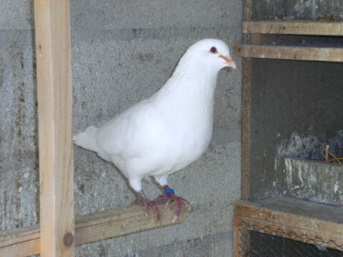 
Pigeons reproducteurs hubbell blanc 2 77167 Bagneaux-sur-loing