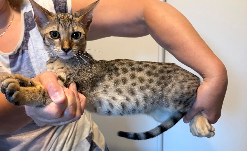   CHATON SAVANNAH LOOF 