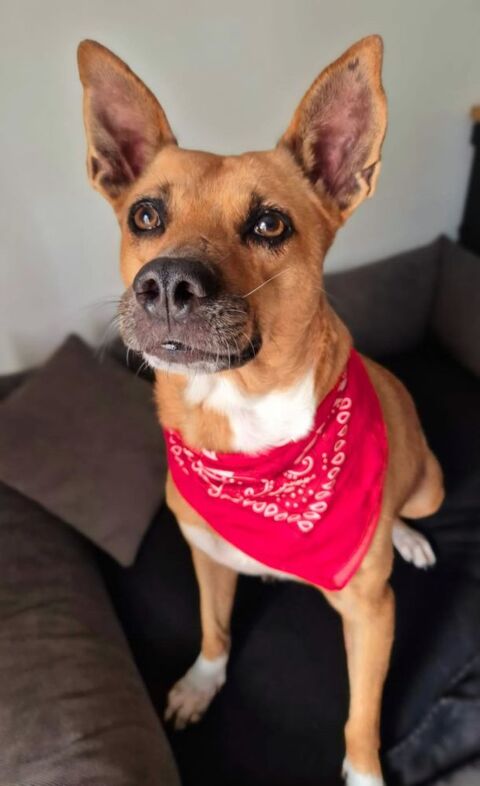 La trendre LUCY 350 95000 Boisemont