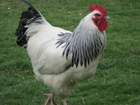    Oeufs poule et coq SUSSEX HERMINEE noire pure race 