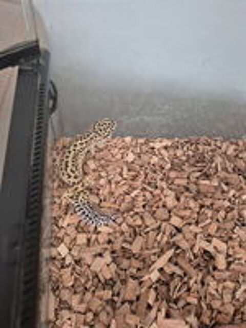   Gecko leopard 