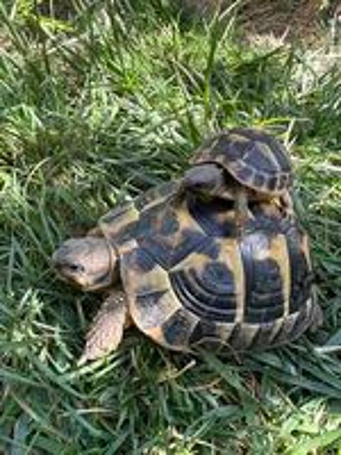  Tortue 1,2,3 ans Essonne ile de France  