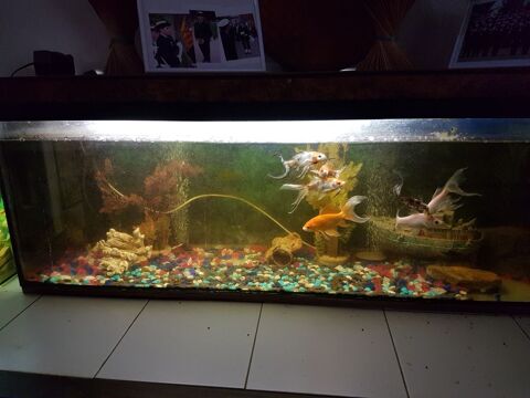 aquarium grande dimension 300 66740 Montesquieu-des-alb�res