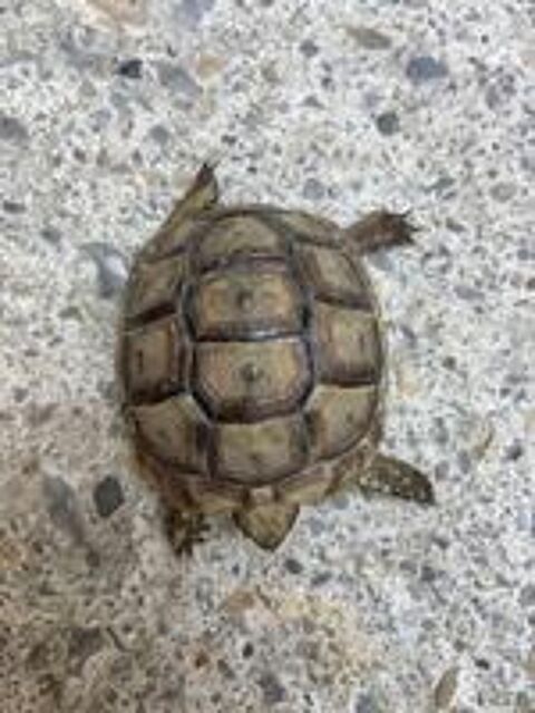   Tortue  