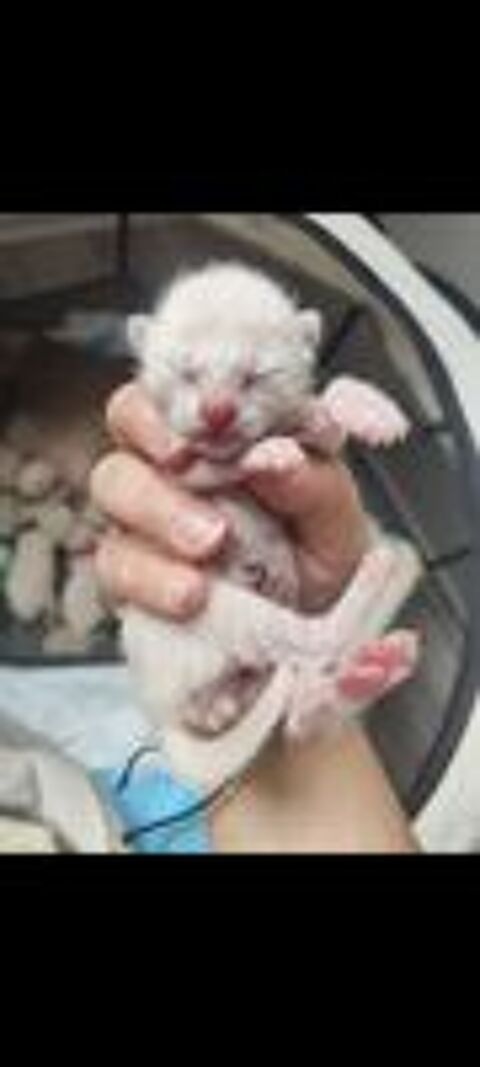   Chaton siamois 