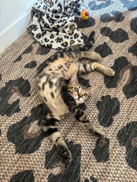 Gumble, 4 mois et demi, cherche ses adoptants 220 95390 Saint-prix