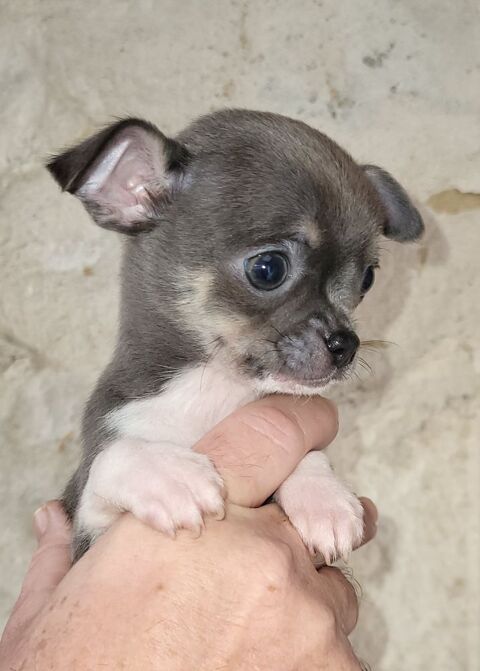 Petit chihuahua disponible 950 85580 Triaize