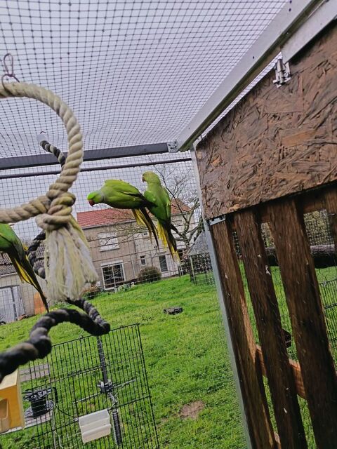 Perruche a collier 65 49300 Cholet