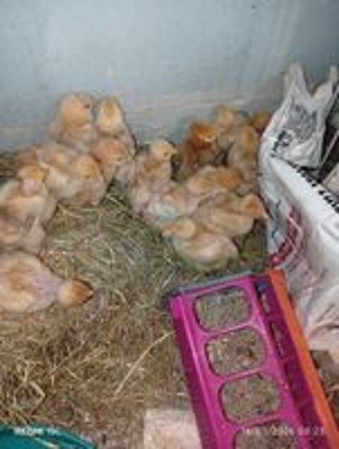   Poulets  donne des poussins  futur poules pondeuses rousse  