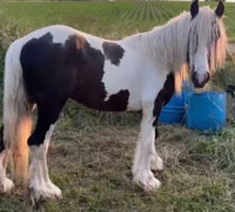   Irish Cob 