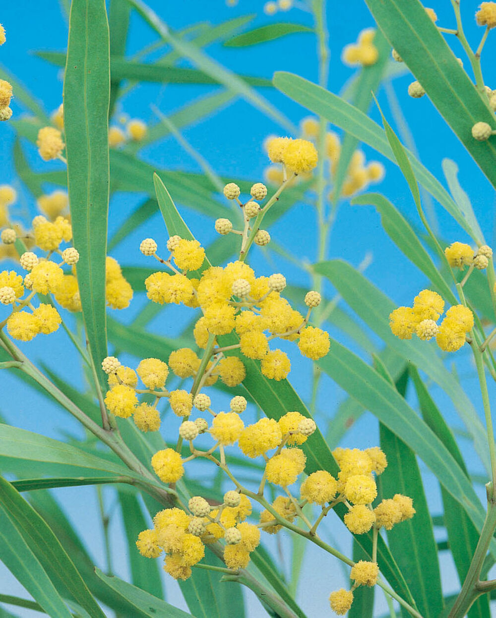 Mimosa 4saison Jardin