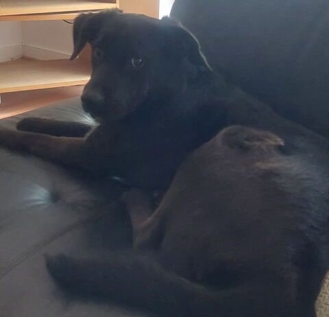 Chienne de 4 ans croisée labrador retriever cherche famille 0 29400 Landivisiau