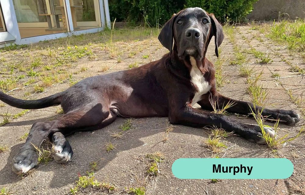   Murphy, croisé cane corso à adopter 