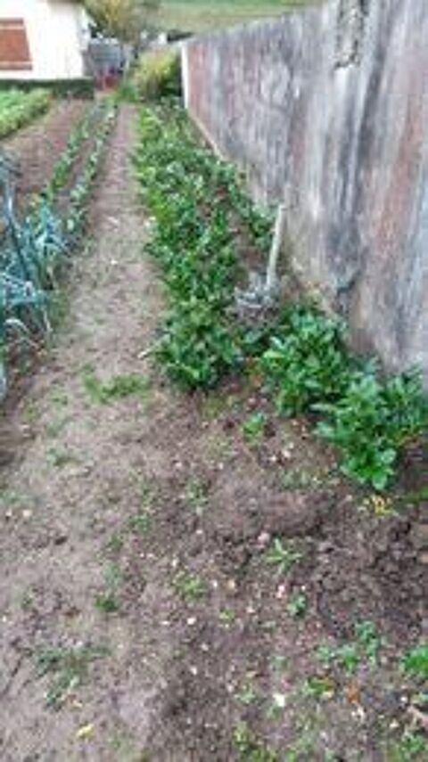 lauriers pour haie 4 La Roche-Vineuse (71)